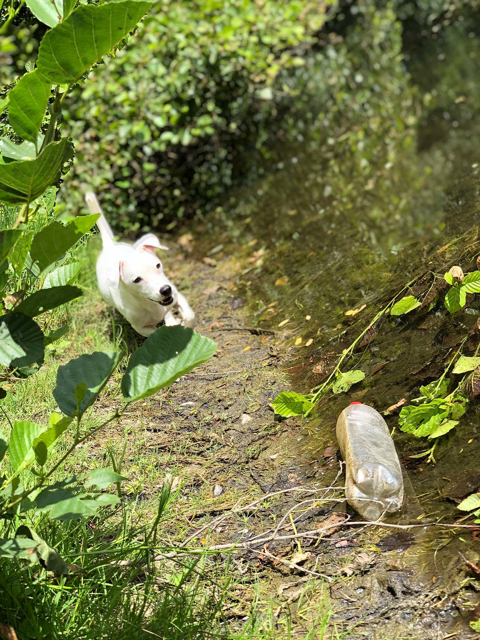Snow participe au concours pour gagner de l'argent avec cette photo : _geese_and_swans, beak, ducks, fawn, flowering_plant, forest, grass, groundcover, herb, jungle, plant, plant_stem, shrub, soil, tail, terrestrial_animal, terrestrial_plant, tree, twig, water_bird
