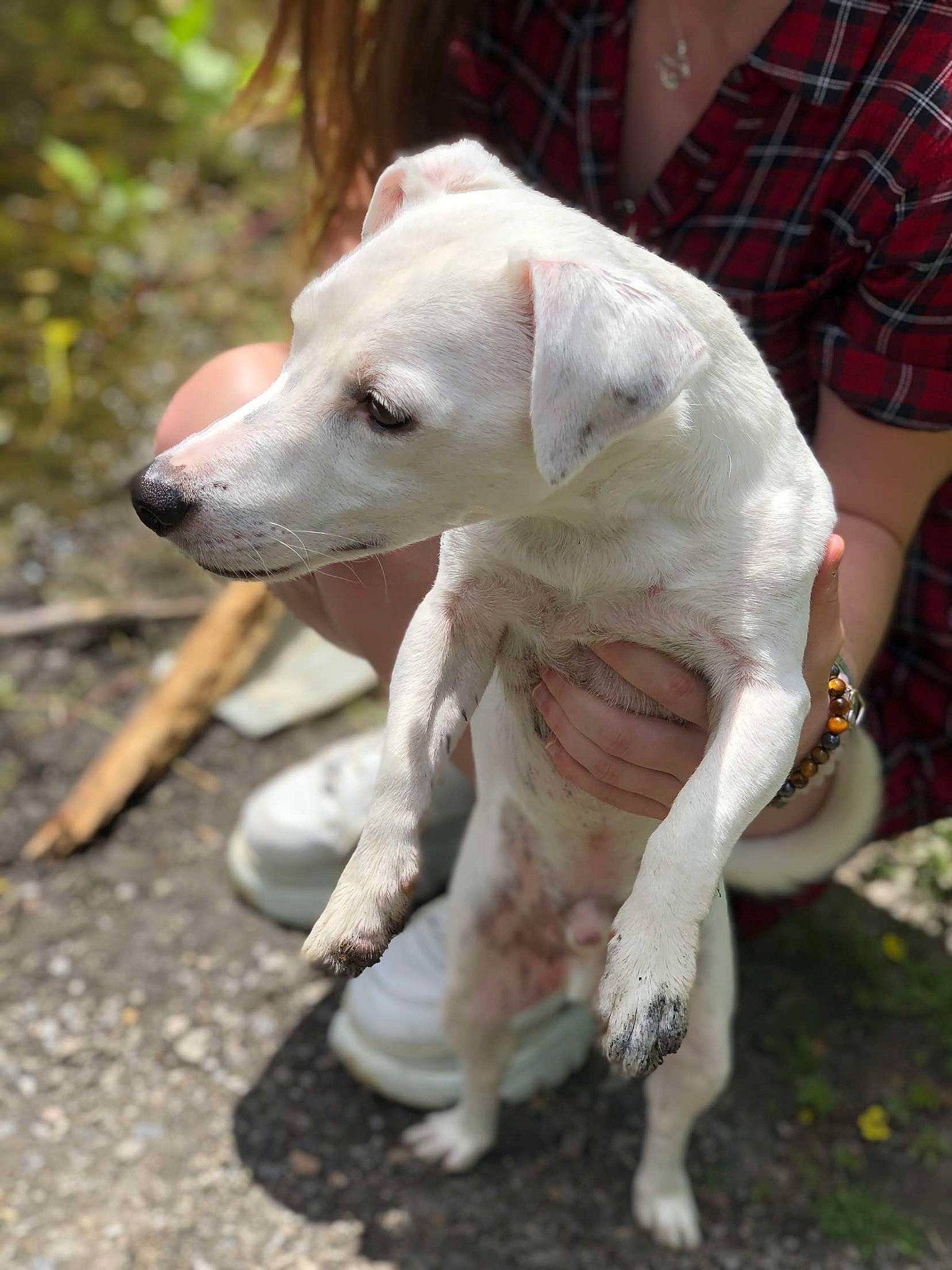 Snow participe au concours pour gagner de l'argent avec cette photo : canidae, carnivore, chair, companion_dog, dog, dog_breed, dogo_guatemalteco, fawn, grass, non_sporting_group, pattern, plaid, plant, snout, sporting_group, tail, tartan, terrestrial_animal, wood, working_animal