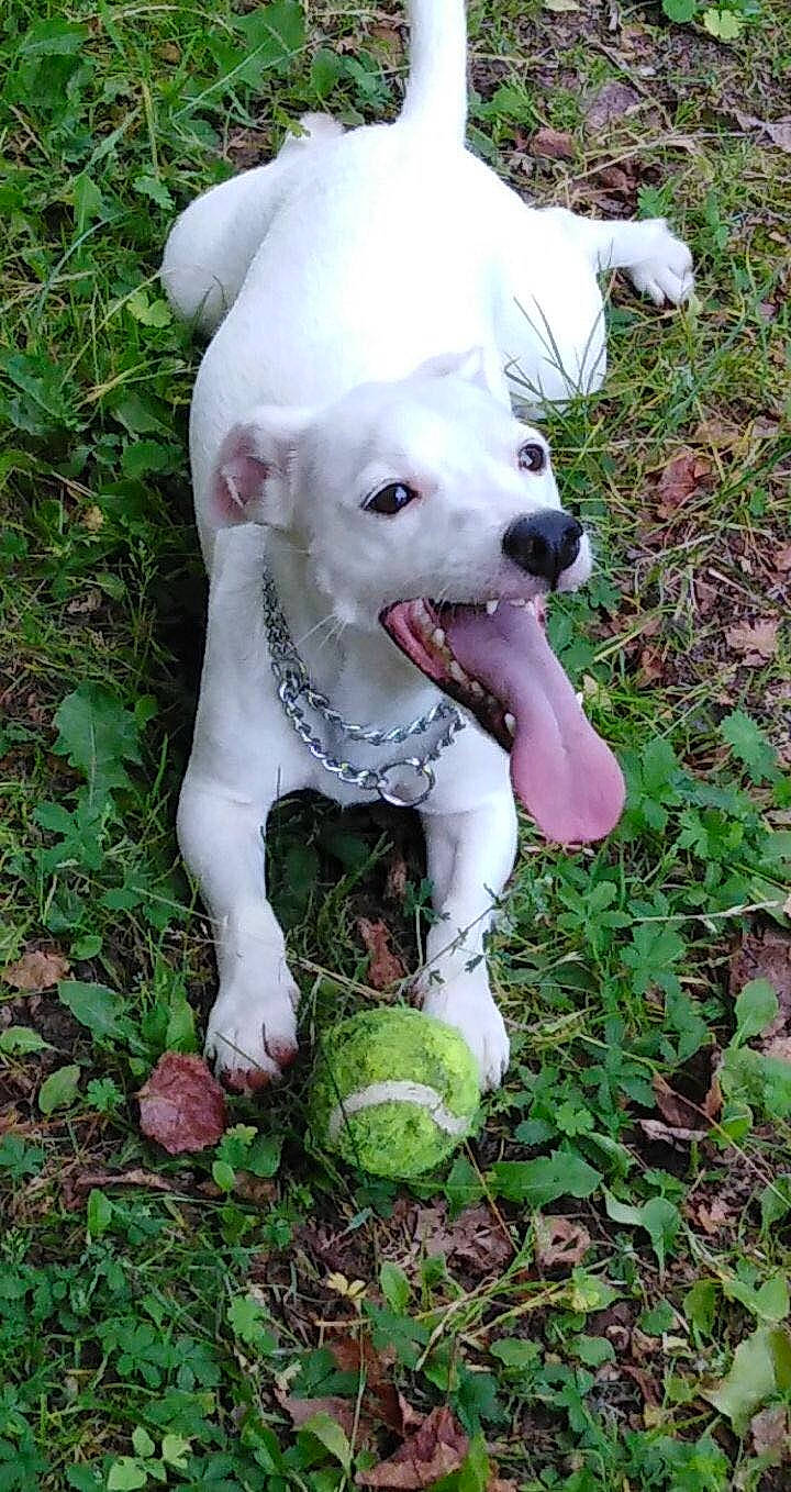 Snow a rejoint le concours — aidez-le/la à gagner de superbes lots ! canidae, carnivore, collar, companion_dog, dog, dog_breed, dog_collar, dog_supply, fawn, grass, green, groundcover, non_sporting_group, pet_supply, plant, sporting_group, tail, terrestrial_animal, working_animal