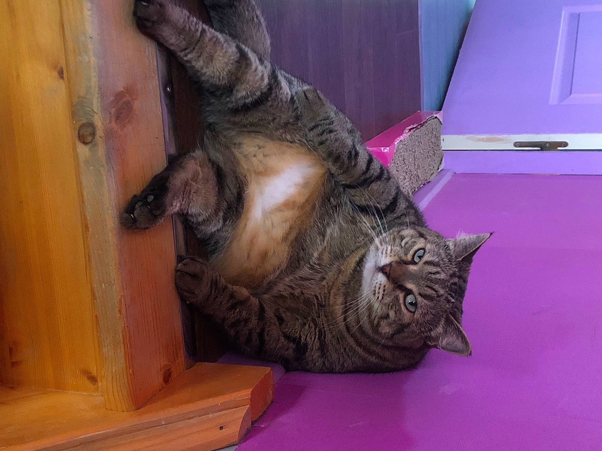 Vieille Bête a rejoint le concours — aidez-le/la à gagner de superbes lots ! carnivore, cat, domestic_short_haired_cat, ear, felidae, flooring, fur, hardwood, houseplant, natural_material, purple, room, sculpture, small_to_medium_sized_cats, snout, tail, terrestrial_animal, whiskers, wood, wood_stain