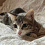cat, tabby, pet, animal, bedspread, indoor, whiskers, ears, pink_nose, fur, close_up, cute, pounce, curious, feline, resting, soft_light, pattern, domestic, young_cat