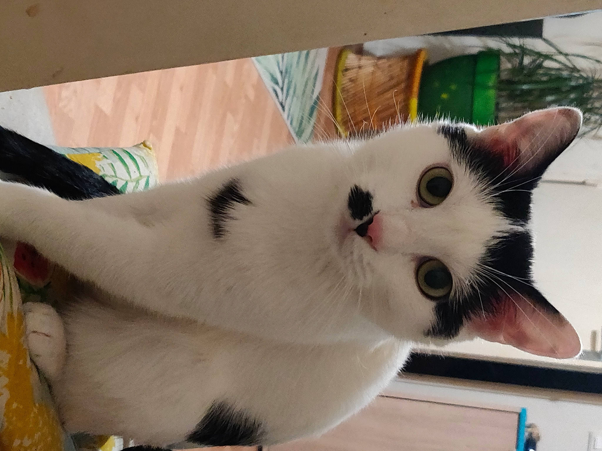 Filou a rejoint le concours — aidez-le/la à gagner de superbes lots ! carnivore, cat, collar, domestic_short_haired_cat, door, fawn, felidae, flooring, fur, hardwood, paw, small_to_medium_sized_cats, snout, tail, whiskers, wood