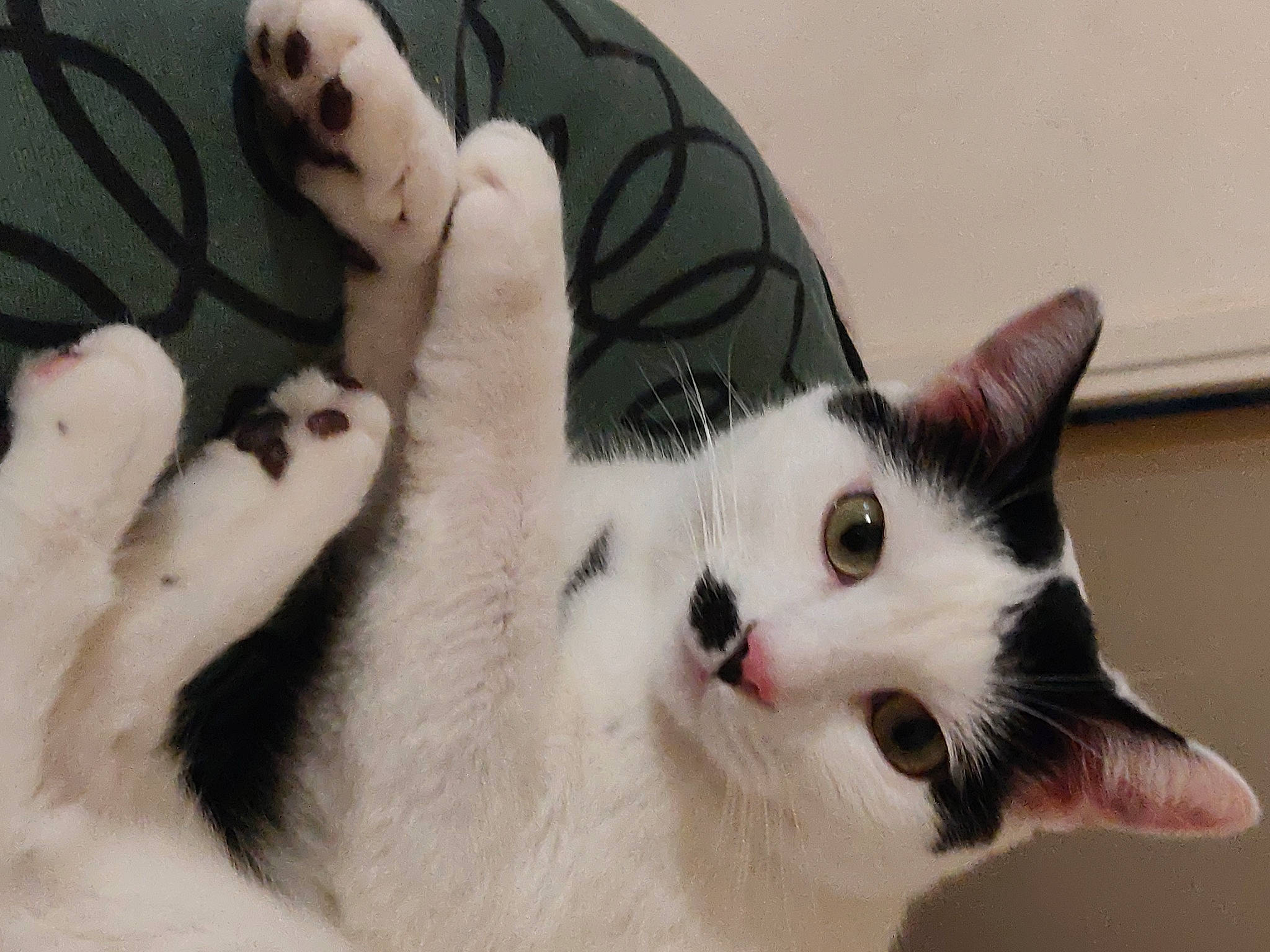 Filou participe au concours pour gagner de l'argent avec cette photo : carnivore, cat, comfort, domestic_short_haired_cat, felidae, foot, fur, gesture, human_leg, mammal, nail, paw, small_to_medium_sized_cats, snout, tail, whiskers