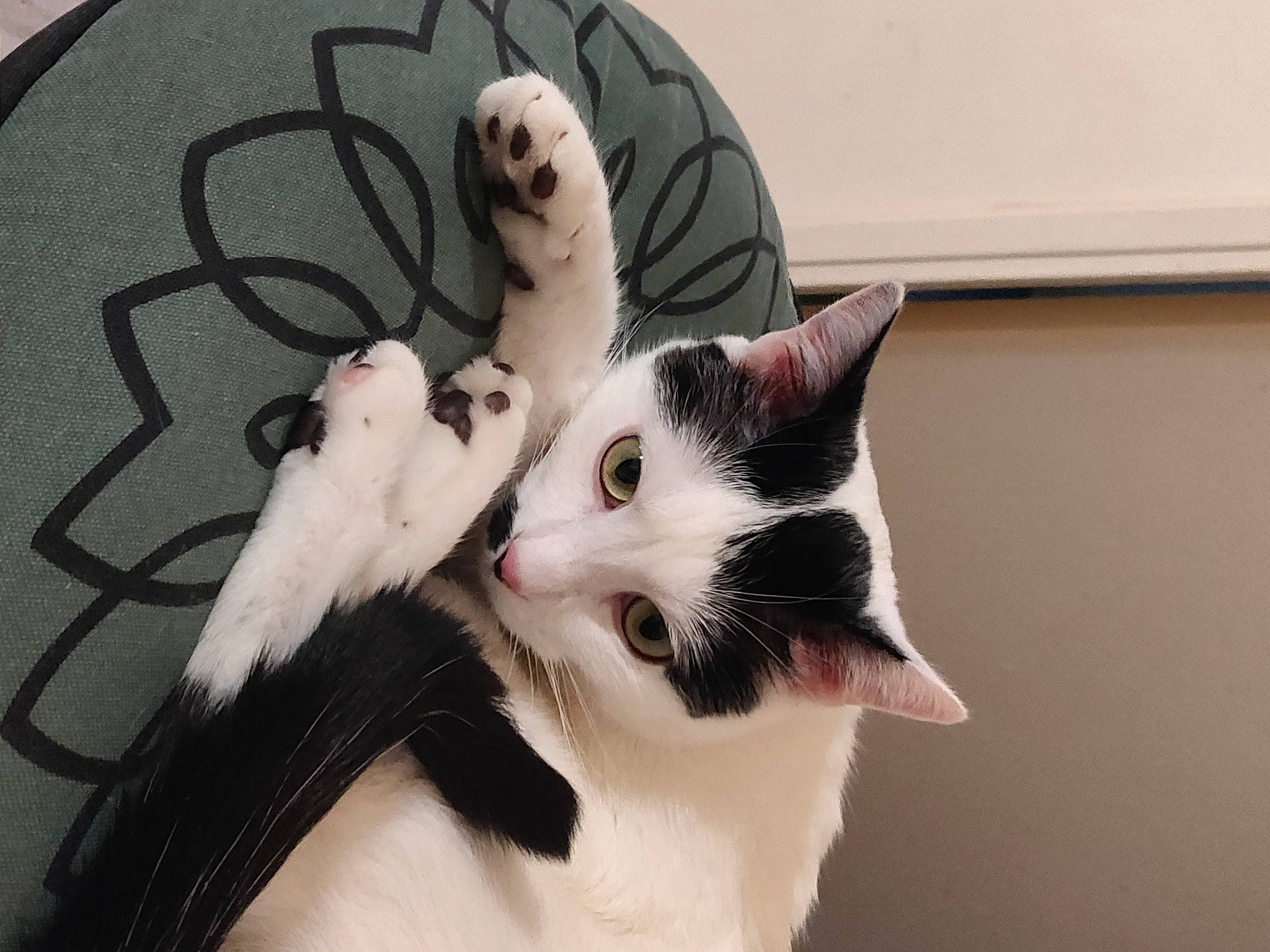 Filou participe au concours pour gagner de l'argent avec cette photo : carnivore, cat, claw, domestic_short_haired_cat, eye, felidae, foot, fur, gesture, head, human_leg, monochrome_photography, musical_instrument, nail, paw, plant, small_to_medium_sized_cats, snout, tail, whiskers