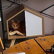 Garfield a rejoint le concours — aidez-le/la à gagner de superbes lots ! cat, orange_cat, pet_house, wooden_furniture, indoor, table, cords, plug, resting, cozy, furniture, floor, domestic, curious, animal, living_room, cat_face, pet, wood, relaxed