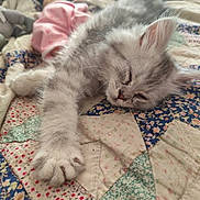 Sycko participe au concours pour gagner de l'argent avec cette photo : animal, cat, comfort, cozy, cute, feline, fluffy, fur, home, indoor, kitten, patchwork, paw, pet, quilt, relaxation, resting, sleeping, soft, whiskers