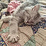 animal, cat, comfort, cozy, cute, feline, fluffy, fur, home, indoor, kitten, patchwork, paw, pet, quilt, relaxation, resting, sleeping, soft, whiskers