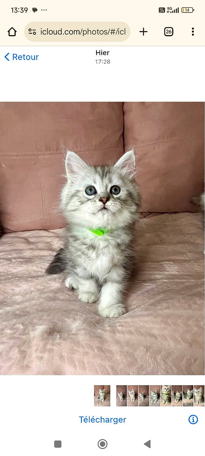 animal, blue_eyes, cat, collar, couch, curious, cute, domestic_cat, fluffy, fur, gray, green_collar, indoors, kitten, pet, sitting, small, soft_texture, white, young