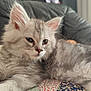 Sycko participe au concours pour gagner de l'argent avec cette photo : animal, cat, closeup, cozy, cute, feline, fluffy, fur, gray, indoor, kitten, patchwork, pet, quilt, relaxing, resting, sofa, soft, whiskers, young