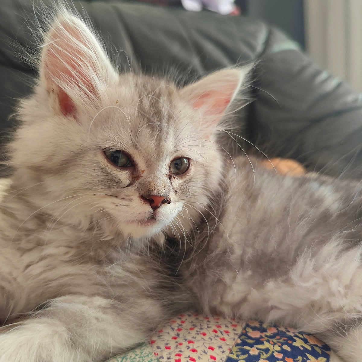 Sycko participe au concours pour gagner de l'argent avec cette photo : animal, cat, closeup, cozy, cute, feline, fluffy, fur, gray, indoor, kitten, patchwork, pet, quilt, relaxing, resting, sofa, soft, whiskers, young