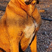 Boomer is registered to the contest to win money with this photo: dog, animal, pet, outdoor, sitting, brown_fur, sunlight, gravel, closeup, muzzle, ears, paw, portrait, canine, nature, quiet, calm, texture, daytime, resting