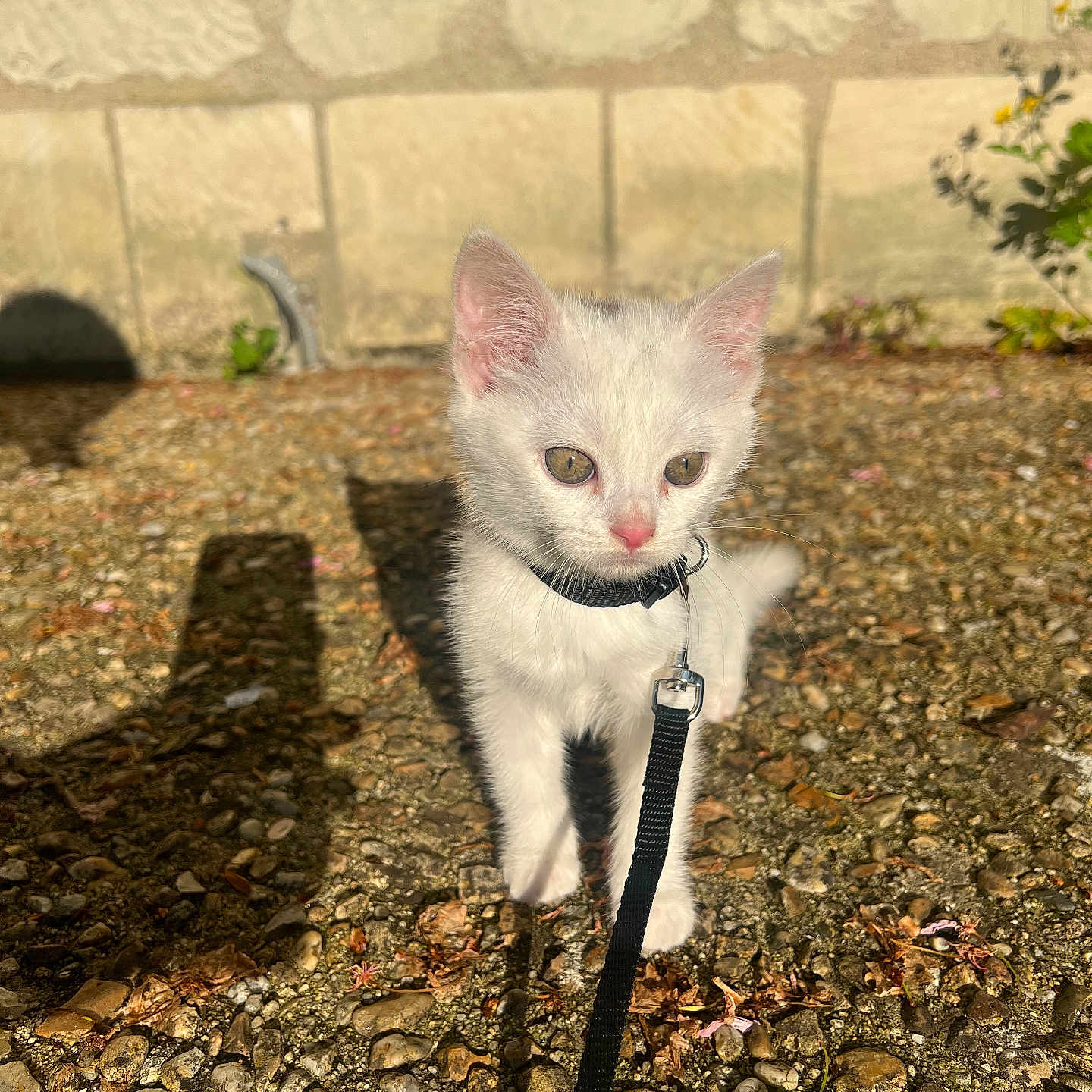 Ambre participe au concours pour gagner de l'argent avec cette photo : animal, collar, curious, cute, daylight, domestic_cat, exploring, feline, gravel, kitten, leash, nature, outdoor, pet, small_animal, stone_wall, sunlight, walking, white_cat, young_cat