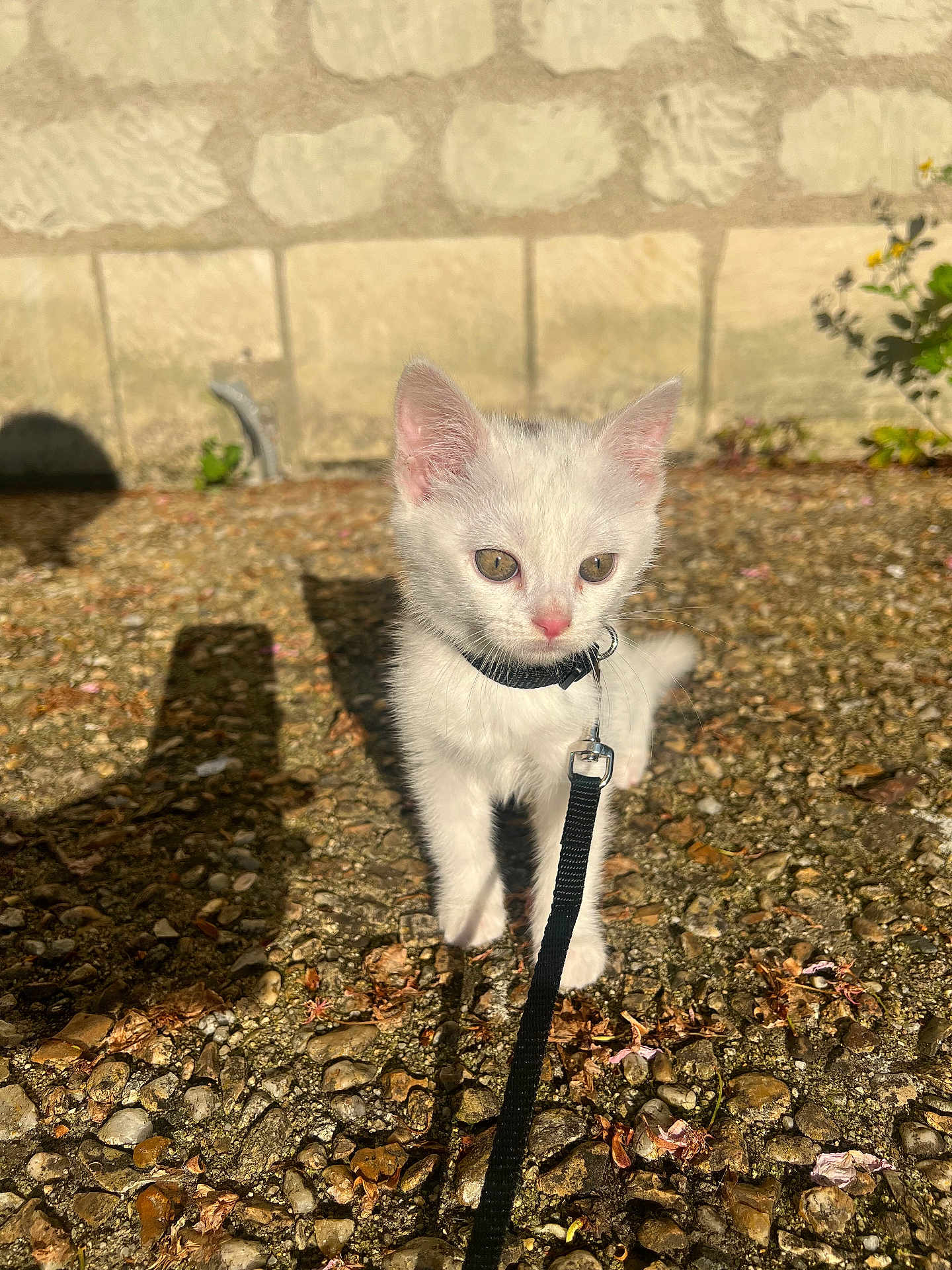 Ambre participe au concours pour gagner de l'argent avec cette photo : kitten, white_cat, collar, leash, outdoor, gravel, sunlight, stone_wall, pet, small_animal, young_cat, curious, animal, nature, daylight, walking, exploring, cute, feline, domestic_cat