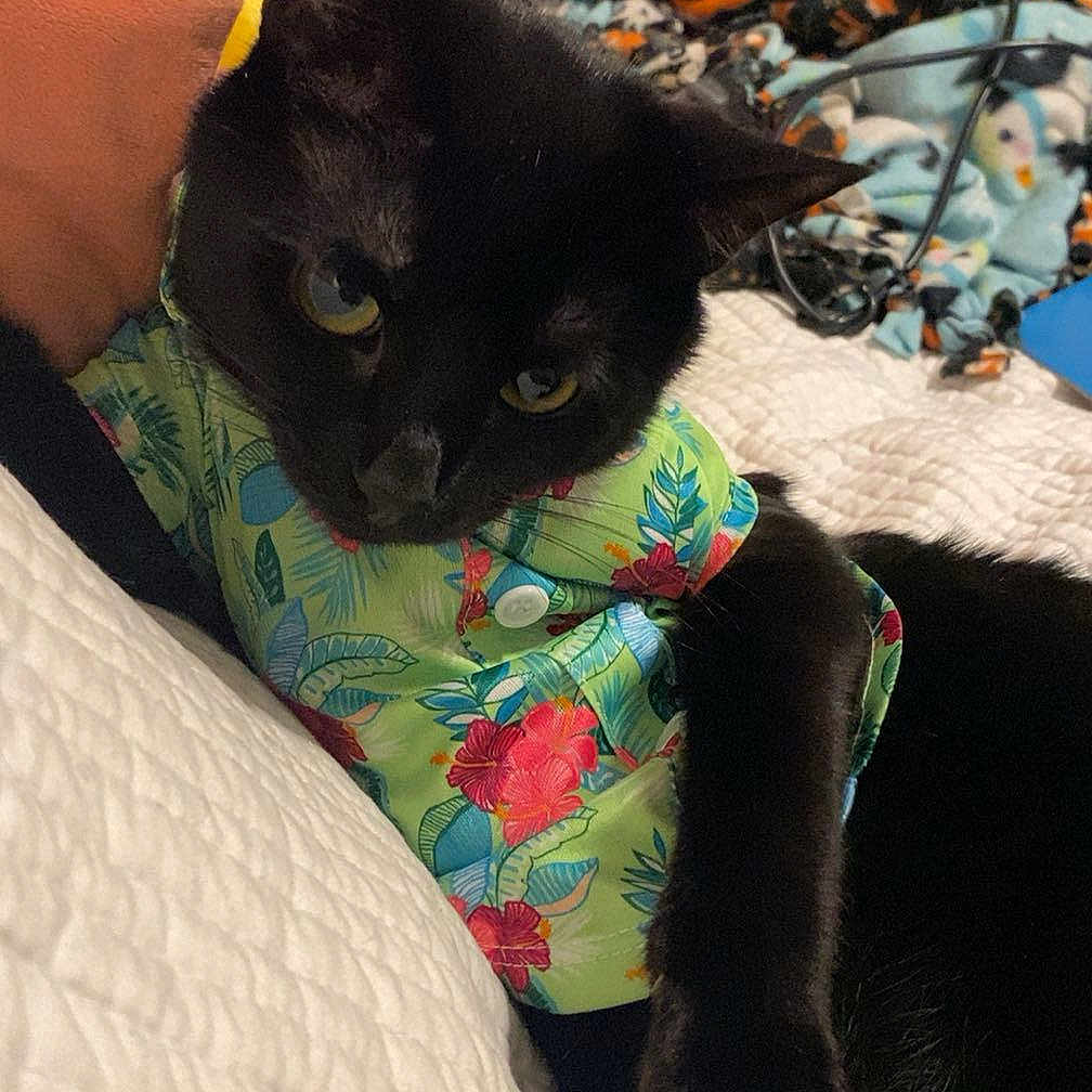 Sonny is registered to the contest to win money with this photo: animal, bed, bedroom, blanket, cat, couch, cushion, face, furniture, head, homedecor, indoors, kitten, person, pet, photography, portrait, quilt, room, sleeping