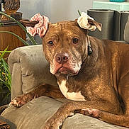 Chong joined the competition — help win amazing prizes! dog, brown_dog, scrunchies, ears, couch, living_room, plant, home_decor, relaxed, pet, animal, furniture, indoor, cute, ear_accessory, scrunchy, domestic_animal, resting, canine, portrait