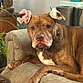 dog, brown_dog, scrunchies, ears, couch, living_room, plant, home_decor, relaxed, pet, animal, furniture, indoor, cute, ear_accessory, scrunchy, domestic_animal, resting, canine, portrait