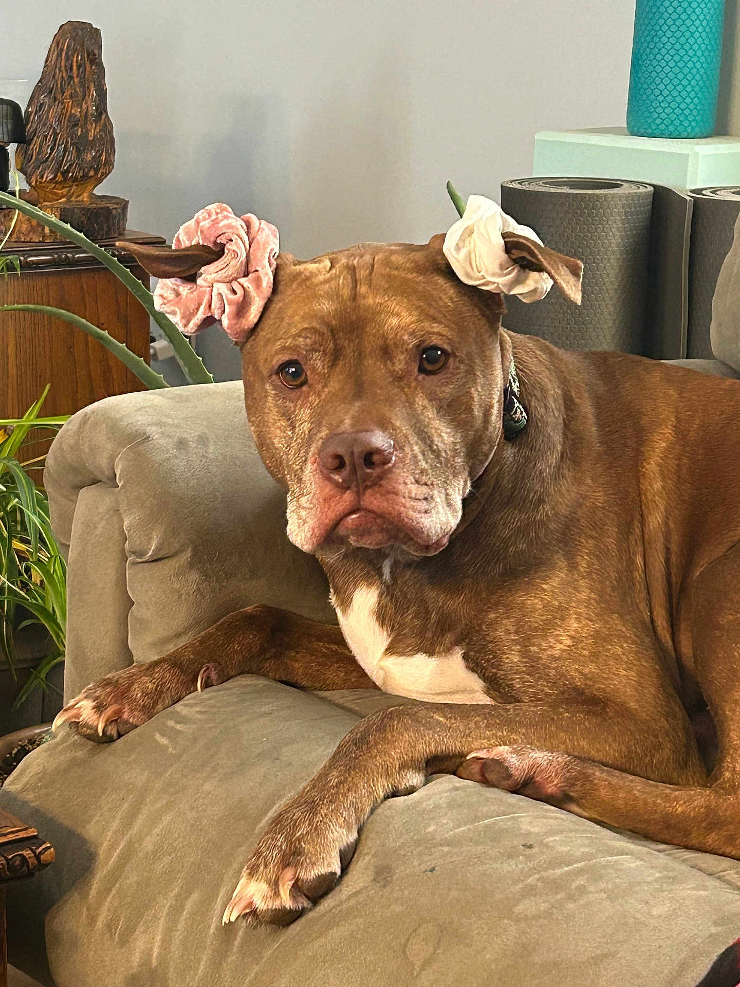 Chong joined the competition — help win amazing prizes! dog, brown_dog, scrunchies, ears, couch, living_room, plant, home_decor, relaxed, pet, animal, furniture, indoor, cute, ear_accessory, scrunchy, domestic_animal, resting, canine, portrait