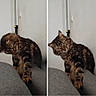 animal, cat, couch, curious, cute, domestic, ears, feline, fur, grey, head_tilt, home, indoor, mammal, pet, striped, tabby, two_images, wall, whiskers