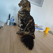 Yumi a rejoint le concours — aidez-le/la à gagner de superbes lots ! animal, books, cat, curious, domestic_cat, feline, fluffy, framed_picture, indoor, lint_roller, long_tail, pet, portrait, side_view, sitting, tabby, water_bottle, white_wall, wooden_table, yellow_cup