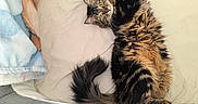 Yumi a rejoint le concours — aidez-le/la à gagner de superbes lots ! animal, blanket, cat, cozy, crib, curious, cute, feline, fluffy_fur, fur_pattern, household, indoor, paw, pet, playpen, relaxed, resting, soft_fabric, tabby_cat, wide_eyes
