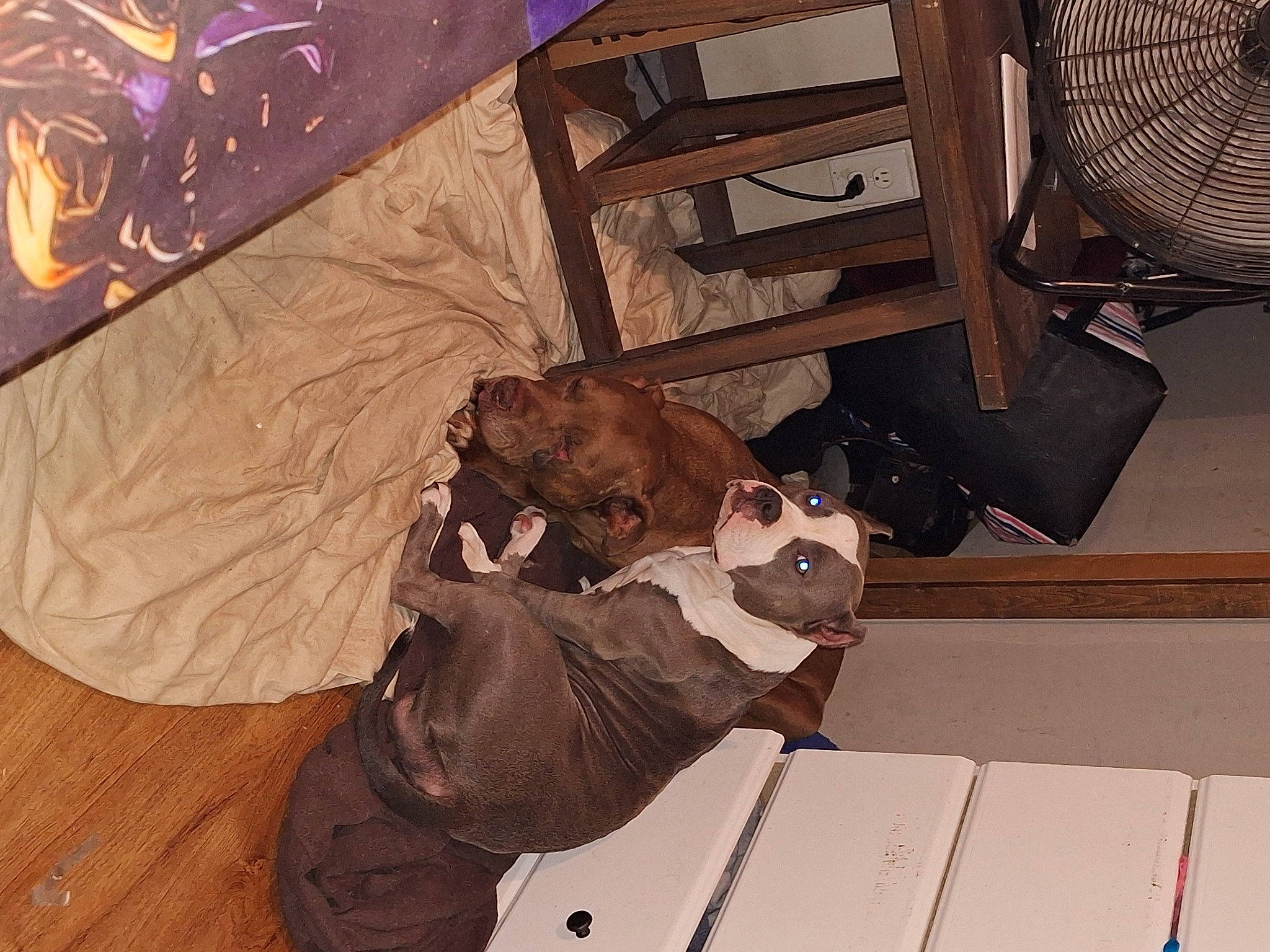 Angel is registered to the contest to win money with this photo: brown, canidae, carnivore, comfort, companion_dog, dog, dog_breed, fawn, felidae, flooring, fun, fur, hardwood, room, small_to_medium_sized_cats, sporting_group, tail, wood, wood_stain, working_animal