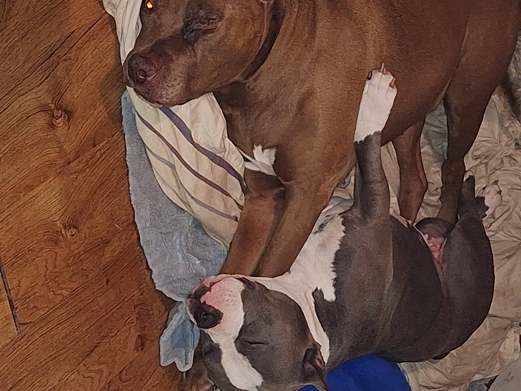 Angel is registered to the contest to win money with this photo: ancient_dog_breeds, art, canidae, carnivore, comfort, dog, dog_breed, fawn, guard_dog, hardwood, illustration, liver, molosser, non_sporting_group, painting, terrestrial_animal, visual_arts, wood, working_animal, wrinkle