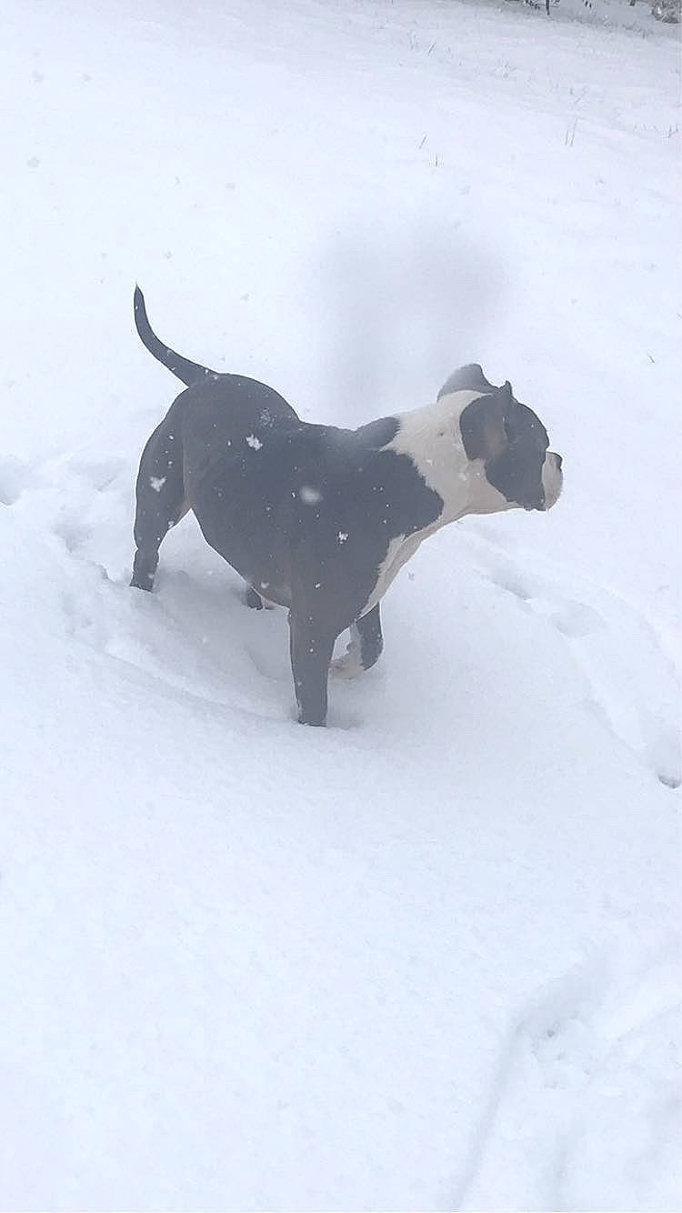 Angel joined the competition — help win amazing prizes! canidae, carnivore, collar, companion_dog, dog, dog_breed, dog_collar, dog_supply, event, fawn, freezing, ice_cap, pet_supply, snout, snow, sporting_group, tail, toy, winter, working_animal