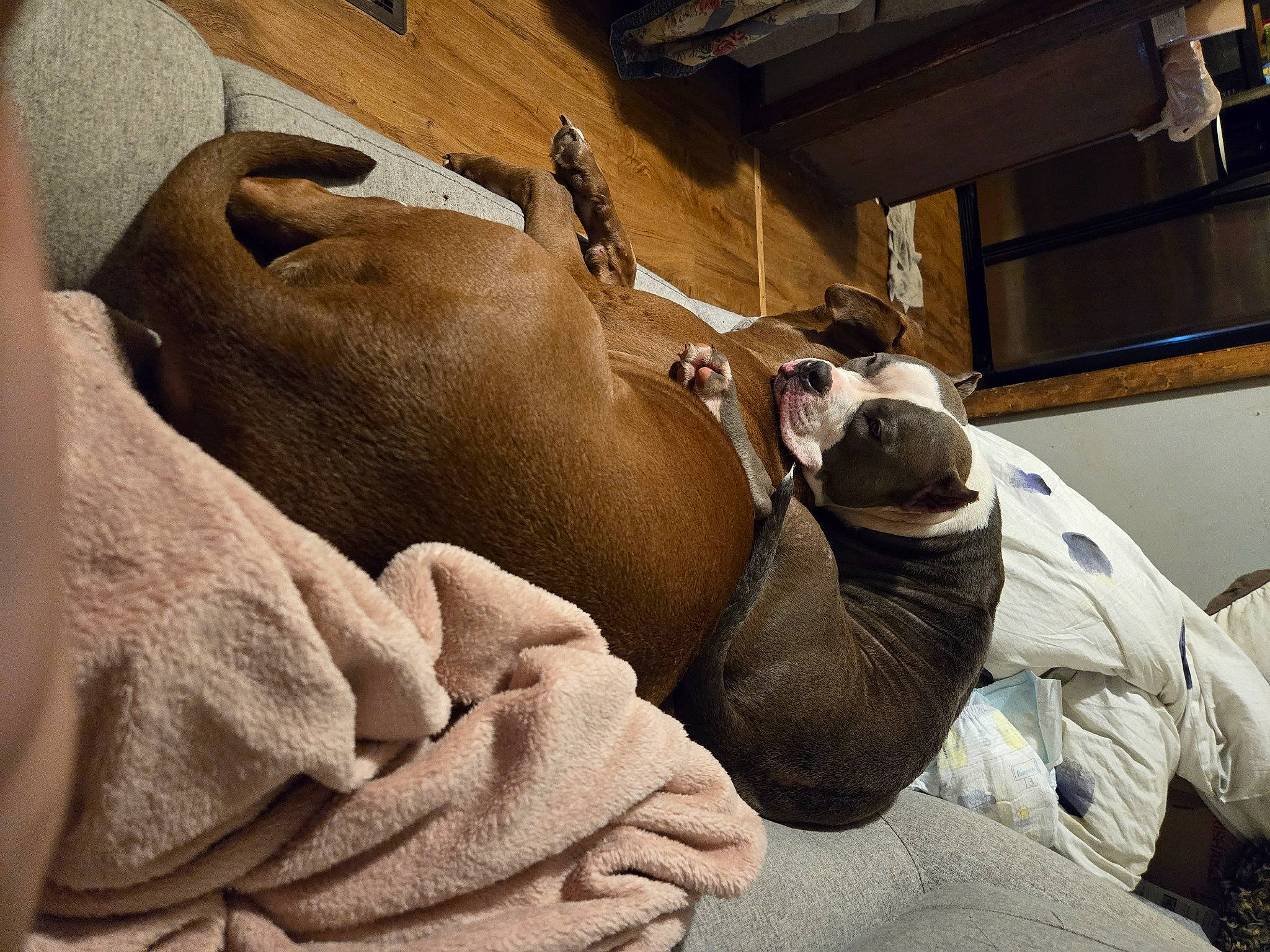 Angel joined the competition — help win amazing prizes! abdomen, chest, comfort, dog, dog_breed, elbow, fawn, flooring, fur, human_leg, knee, linens, metal, rock, room, snout, terrestrial_animal, wood, working_animal, wrinkle