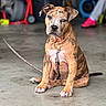 puppy, dog, brindle, leash, chain, sitting, concrete_floor, indoor, pet, animal, ears, nose, paw, tail, collar, brown, white, background_blur, person, shoe