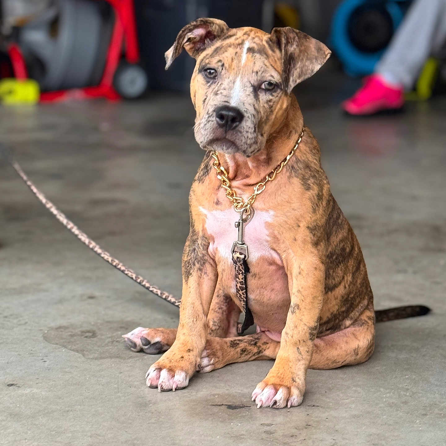 Nova