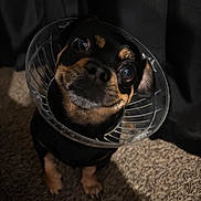 Little Man is registered to the contest to win money with this photo: animal, black_and_tan, canine, carpet, companion, cone, cute, dog, domestic_animal, ears, expression, face, fur, indoor, looking_up, pet, plastic_cone, shadow, small_dog, waiting