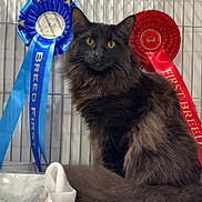 Oksana joined the competition — help win amazing prizes! animal, award, black_cat, blue_ribbon, cage, cat, close_up, feline, fluffy, indoor, long_hair, pet, pet_show, proud, red_ribbon, ribbons, sitting, soft_fabric, white_blanket, yellow_eyes
