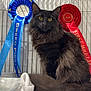 animal, award, black_cat, blue_ribbon, cage, cat, close_up, feline, fluffy, indoor, long_hair, pet, pet_show, proud, red_ribbon, ribbons, sitting, soft_fabric, white_blanket, yellow_eyes