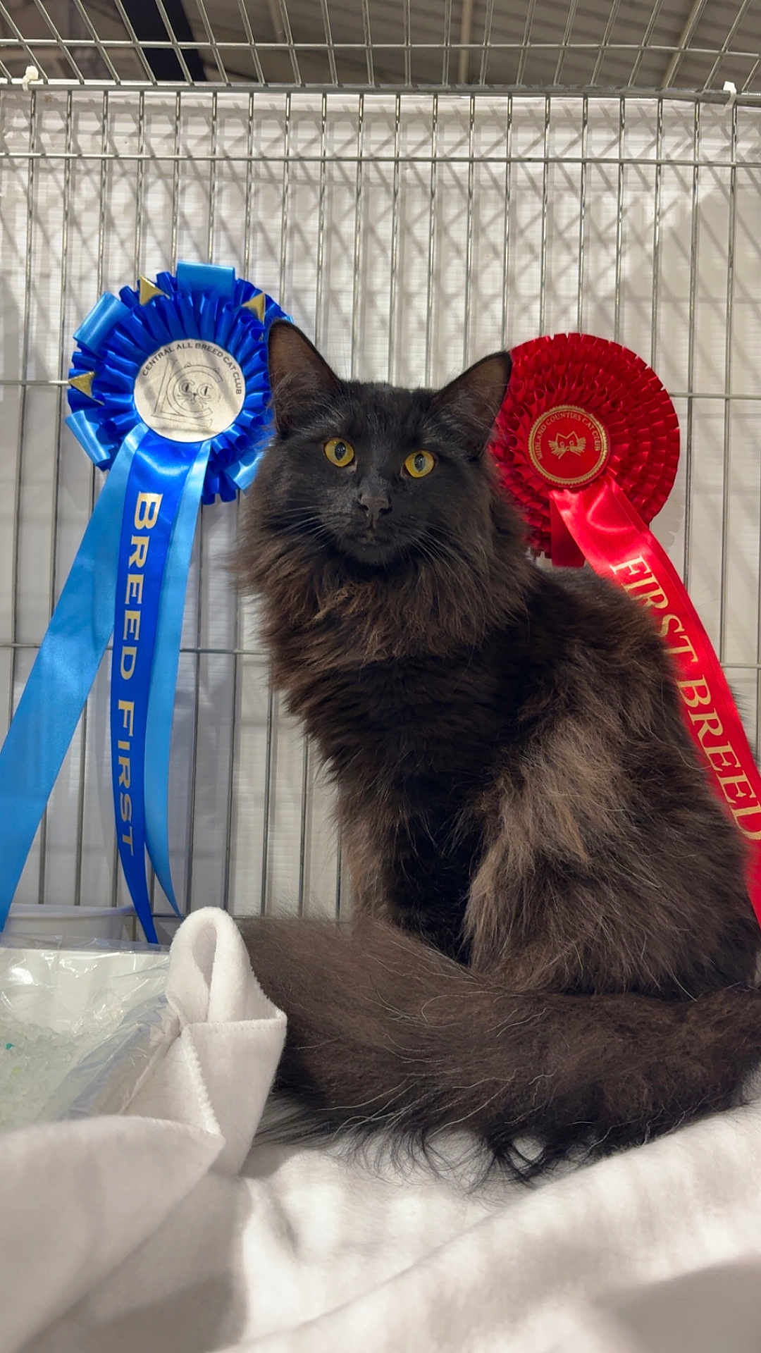 Oksana joined the competition — help win amazing prizes! animal, award, black_cat, blue_ribbon, cage, cat, close_up, feline, fluffy, indoor, long_hair, pet, pet_show, proud, red_ribbon, ribbons, sitting, soft_fabric, white_blanket, yellow_eyes