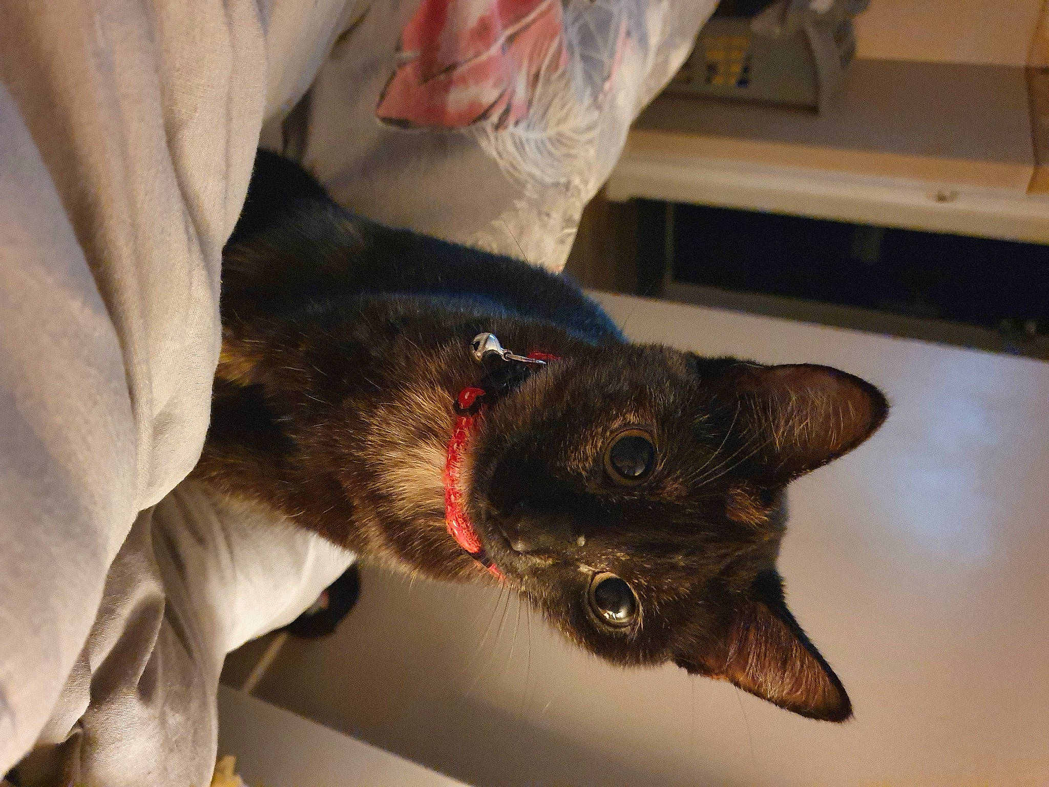 Gusgus joined the competition — help win amazing prizes! bat, black_cat, canidae, carnivore, cat, claw, dog_breed, domestic_short_haired_cat, ear, fang, felidae, fur, gesture, jaw, paw, small_to_medium_sized_cats, snout, sporting_group, tail, whiskers