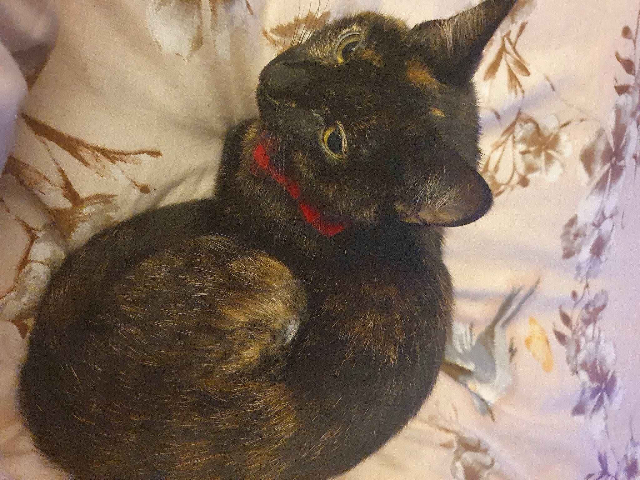 Gusgus joined the competition — help win amazing prizes! black_cat, bombay, carnivore, cat, claw, comfort, domestic_short_haired_cat, ear, fawn, felidae, fur, iris, nap, paw, small_to_medium_sized_cats, snout, tail, terrestrial_animal, whiskers, window