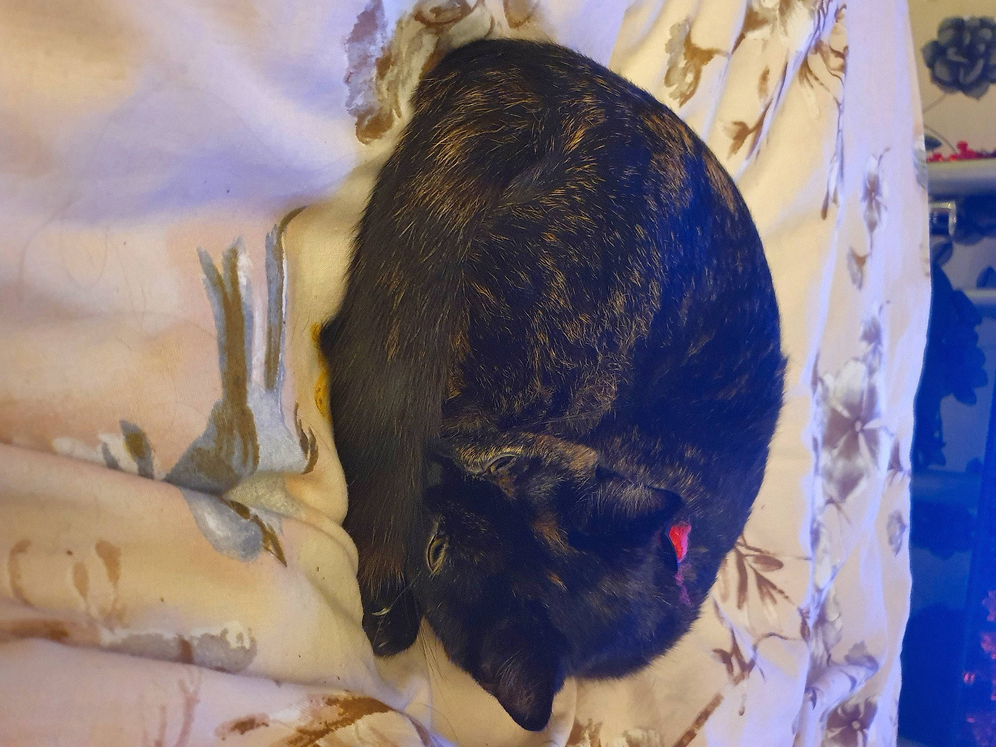 Gusgus joined the competition — help win amazing prizes! canidae, comfort, dog_breed, domestic_rabbit, domestic_short_haired_cat, fawn, felidae, fur, marsupial, muroidea, paw, rabbits_and_hares, rodent, small_to_medium_sized_cats, snout, sporting_group, tail, terrestrial_animal, whiskers, wildlife