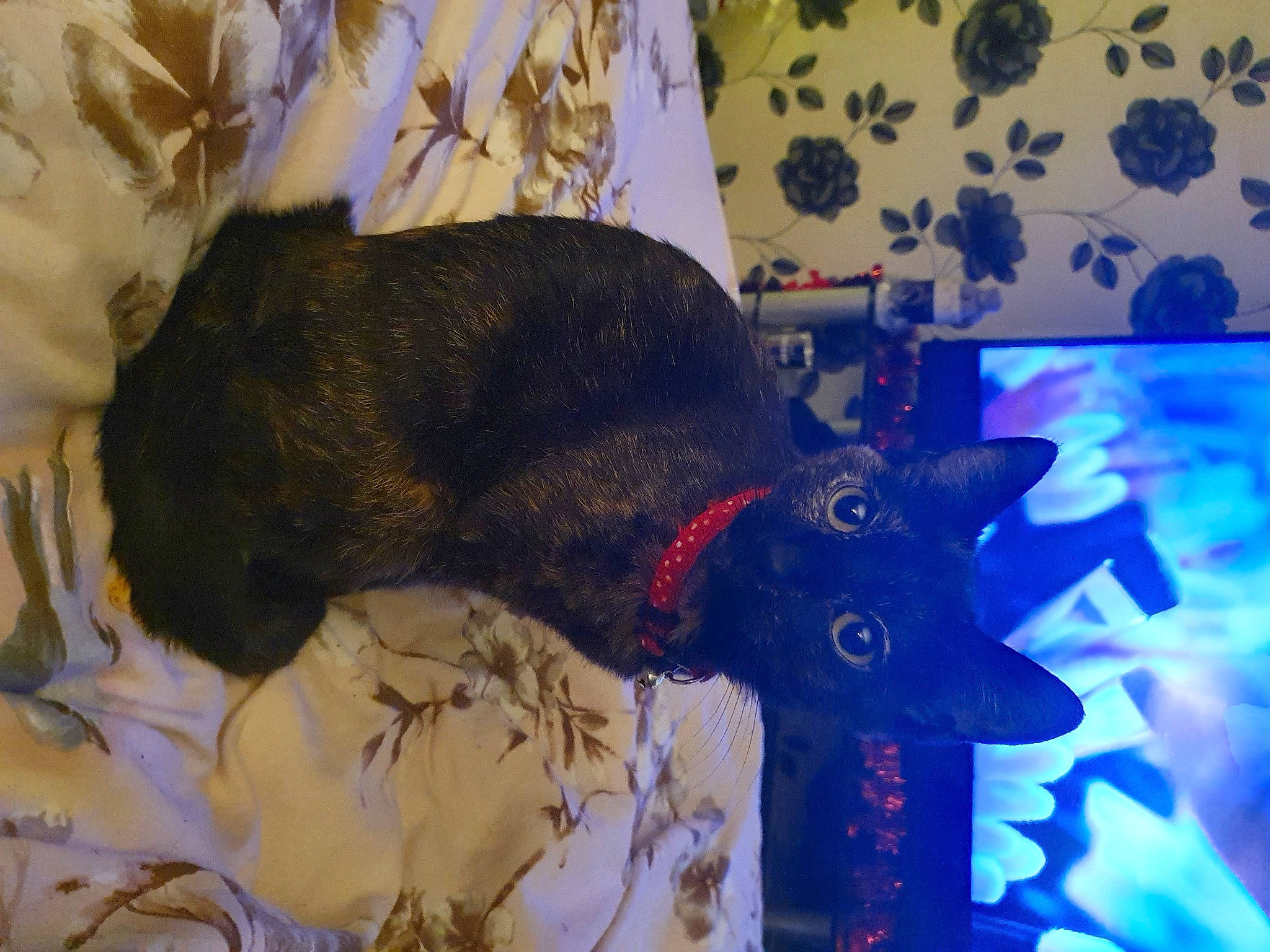 Gusgus is registered to the contest to win money with this photo: black_cat, canidae, carnivore, companion_dog, dog, dog_breed, electric_blue, event, fawn, felidae, fur, room, small_to_medium_sized_cats, snout, sporting_group, tail, toy, visual_arts, whiskers, working_animal