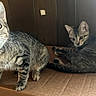 Chiffon And Lola joined the competition — help win amazing prizes! cat, cats, kitten, tabby, striped_fur, animal, pet, feline, whiskers, ears, eyes, open_mouth, sitting, lying_down, cardboard_box, indoors, wood_paneling, sunlight, portrait, cute