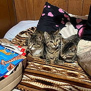 Chiffon And Lola is registered to the contest to win money with this photo: three_kittens, cats, tabby_cats, kitten, felines, pet, animals, cuddling, sleeping, sitting, bed, blanket, pillow, heart_pattern, bedroom, wood_paneling, cozy, indoor, book, colorful_book