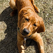 Rusty is registered to the contest to win money with this photo: animal, beagle, boxer, bulldog, canine, cockerspaniel, dog, field, goldenretriever, grass, grassland, hound, labradorretriever, nature, outdoors, pet, plant, puppy, tree, yard