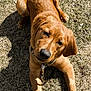 animal, beagle, boxer, bulldog, canine, cockerspaniel, dog, field, goldenretriever, grass, grassland, hound, labradorretriever, nature, outdoors, pet, plant, puppy, tree, yard