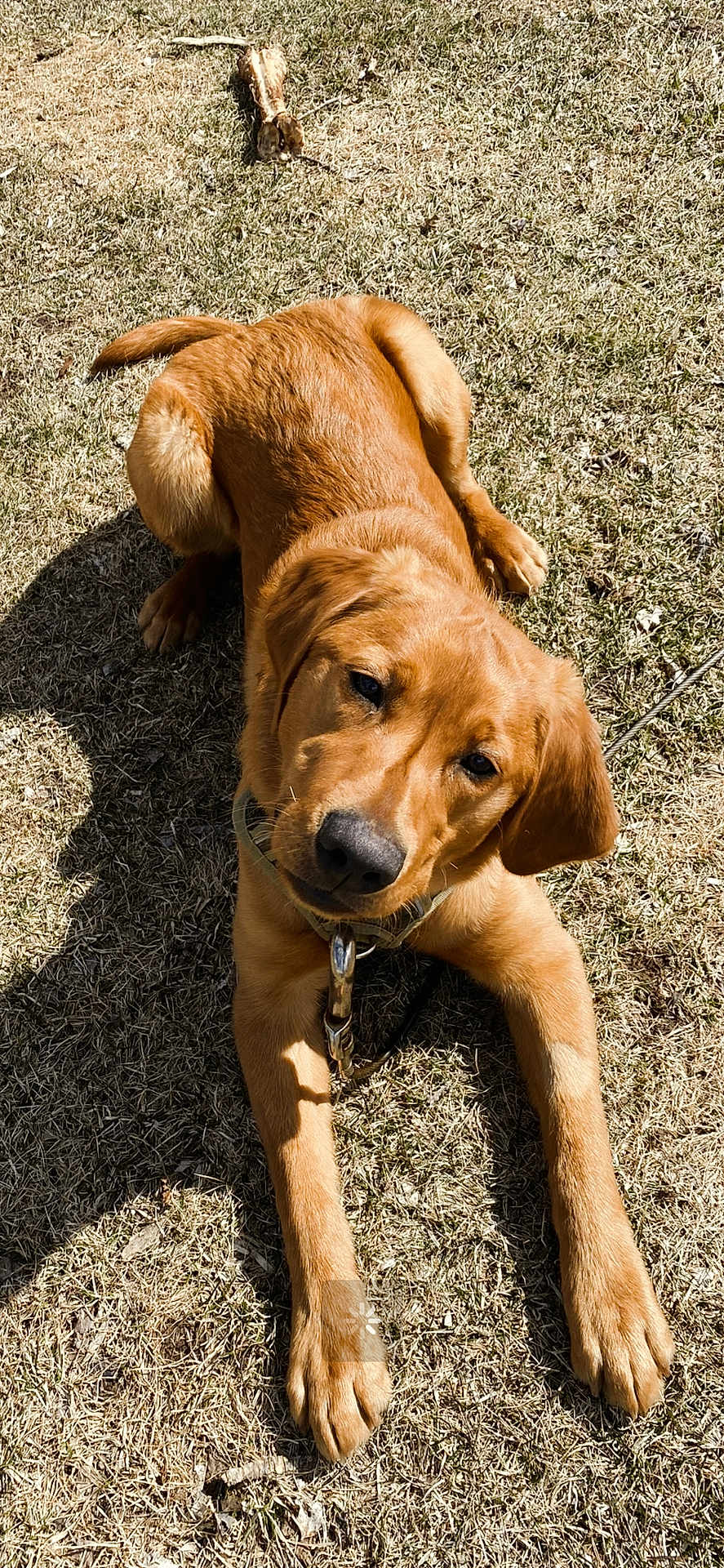 Rusty is registered to the contest to win money with this photo: animal, beagle, boxer, bulldog, canine, cockerspaniel, dog, field, goldenretriever, grass, grassland, hound, labradorretriever, nature, outdoors, pet, plant, puppy, tree, yard