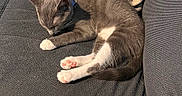 Stormy joined the competition — help win amazing prizes! cat, kitten, sleeping, gray_cat, white_paws, pink_paw_pads, pet, animal, couch, sofa, indoor, home, blanket, paper_bag, relaxed, resting, furry, whiskers, cozy, closeup