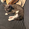 cat, kitten, sleeping, gray_cat, white_paws, pink_paw_pads, pet, animal, couch, sofa, indoor, home, blanket, paper_bag, relaxed, resting, furry, whiskers, cozy, closeup