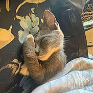 Stormy is registered to the contest to win money with this photo: cat, kitten, gray_cat, sleeping, grooming, paw, whiskers, ears, fur, animal, pet, cozy, blanket, bedding, indoors, sunlight, relaxed, cute, portrait, close_up