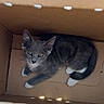 kitten, cat, gray_fur, white_paws, animal, pet, cardboard_box, indoors, cozy, sitting, lying_down, curious, blue_eyes, whiskers, pointed_ears, tail, feline, portrait, soft_lighting, home