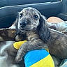 puppy, dog, pet, floppy_ears, brown_fur, black_fur, long_ears, portrait, close_up, sitting, lying_down, car_interior, car_seat, blanket, plush_toy, yellow_toy, blue_toy, paw, adorable, road_trip