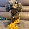 dog, puppy, long_ears, floppy_ears, brown_fur, curly_fur, portrait, sitting, couch, indoor, pet, collar, chain, bell, rope_toy, orange_toy, living_room, front_facing, cute, companionship