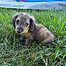 puppy, dog, canine, floppy_ears, brown_fur, yellow_collar, grass, outdoor, backyard, sitting, portrait, closeup, pet, adorable, cute, curious, looking_at_camera, playground, trampoline, natural_light